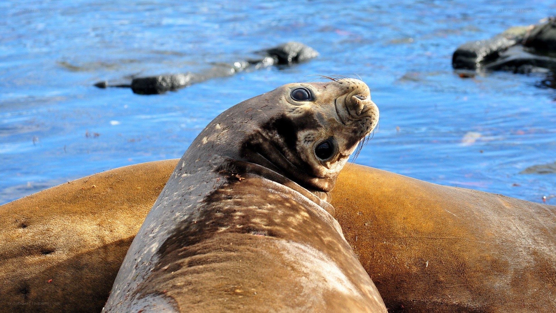 Seal resting on rocks