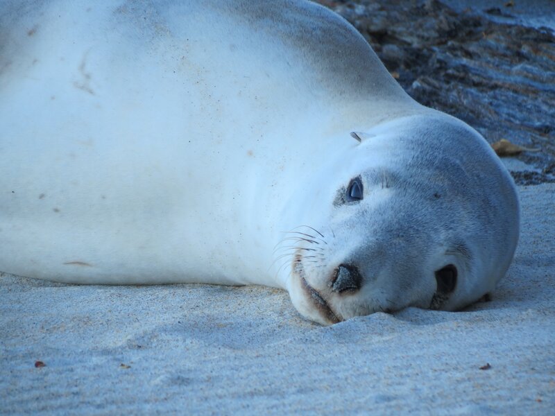 seal resting on sand