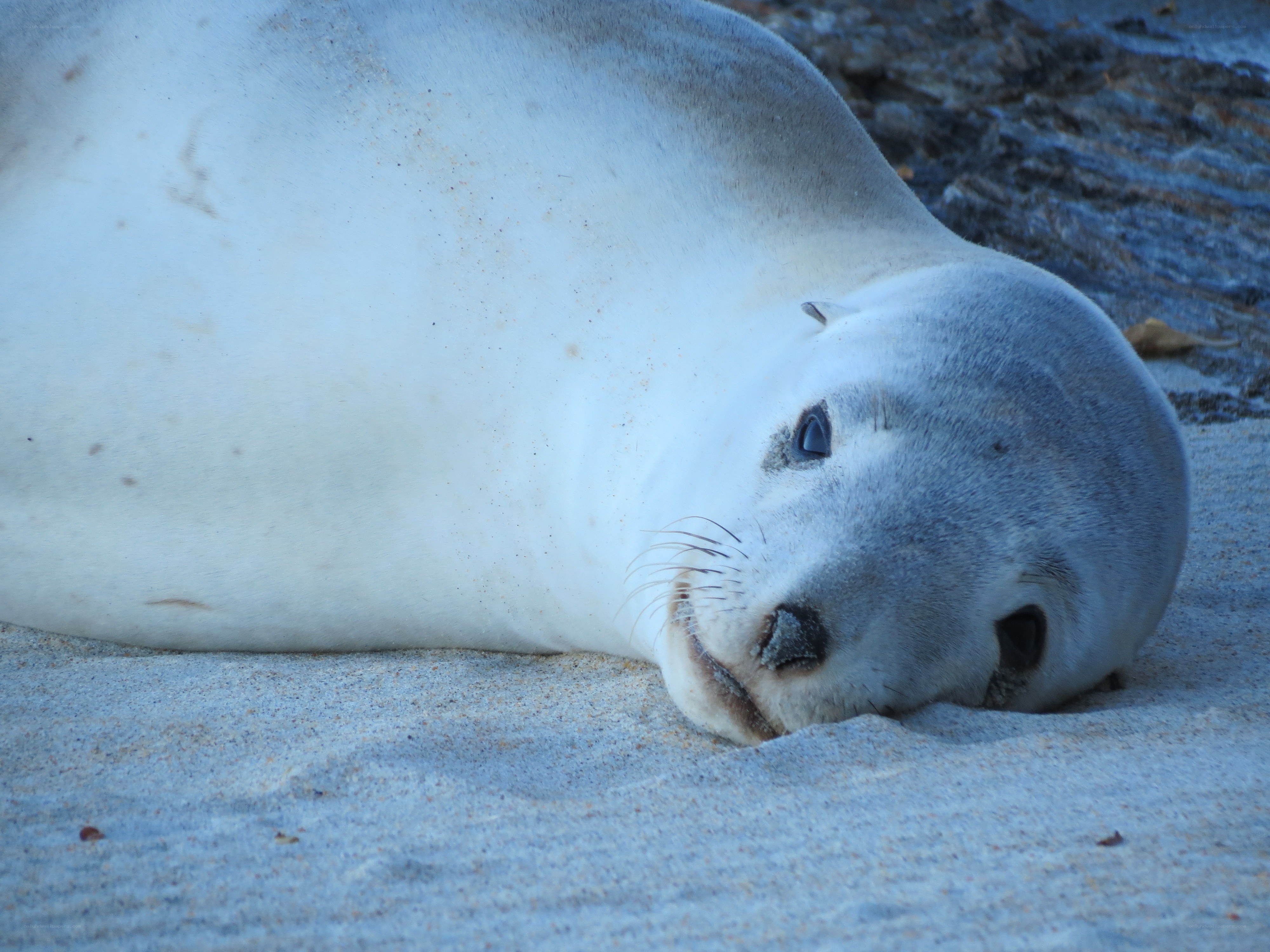 seal resting on sand