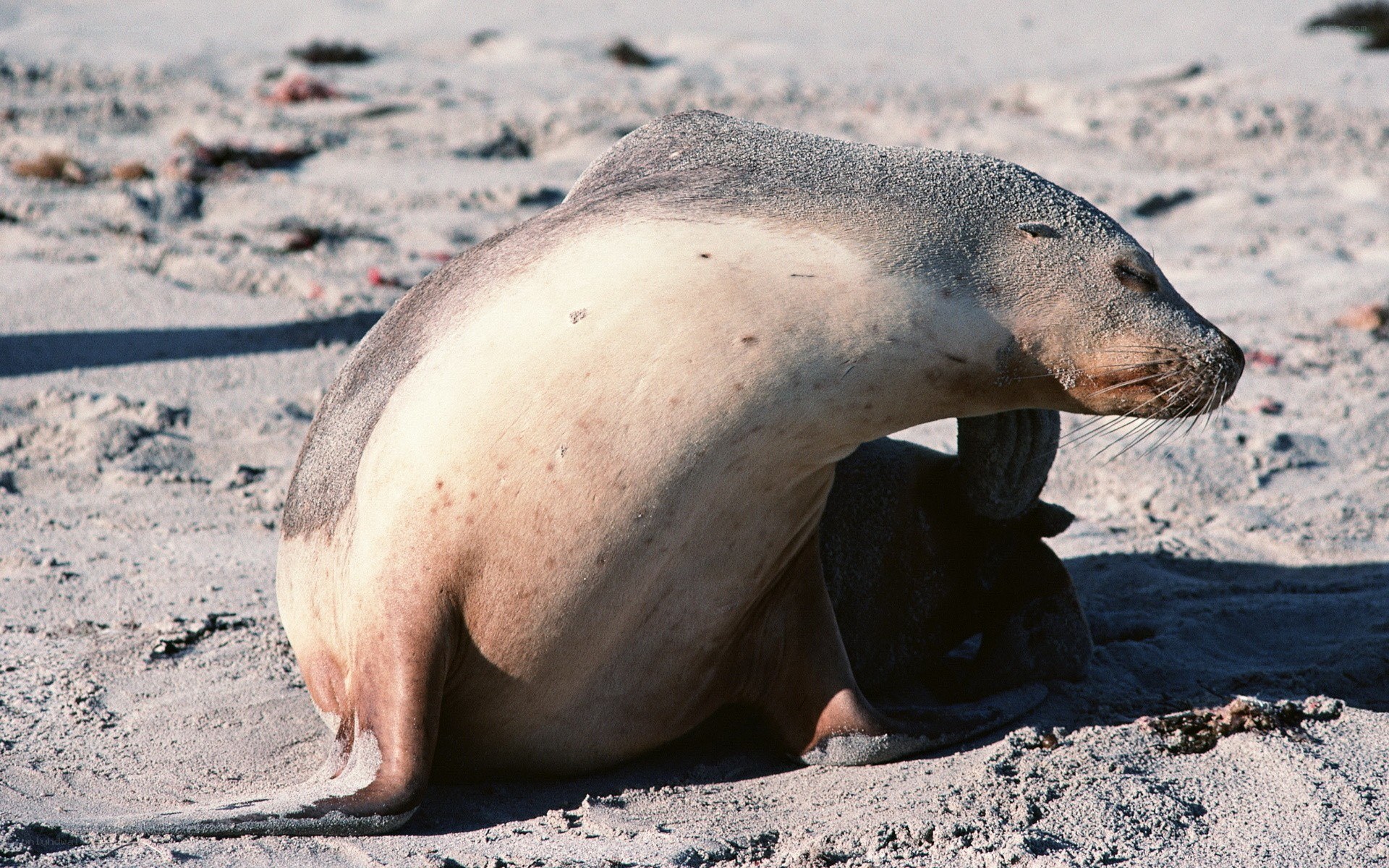 Seal resting on sandy beach