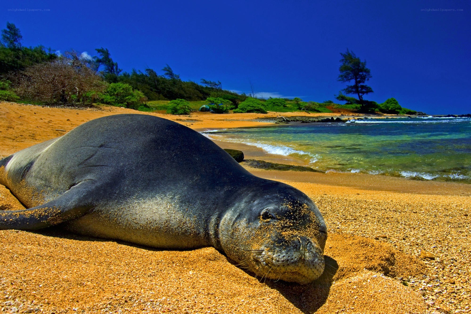 Seal resting on sandy beach