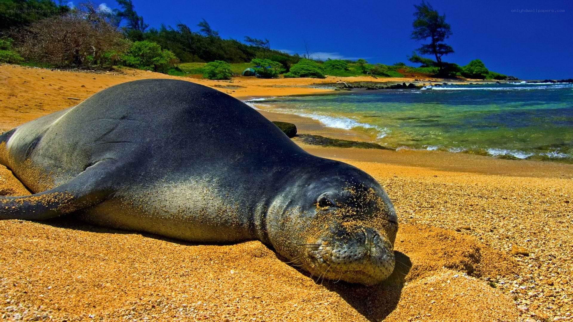 Seal resting on sandy beach