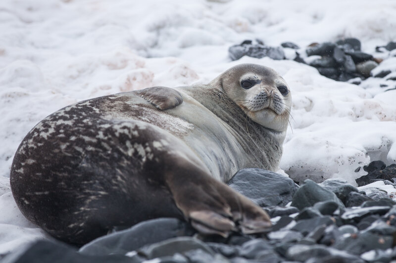 seal resting on snowy rocks