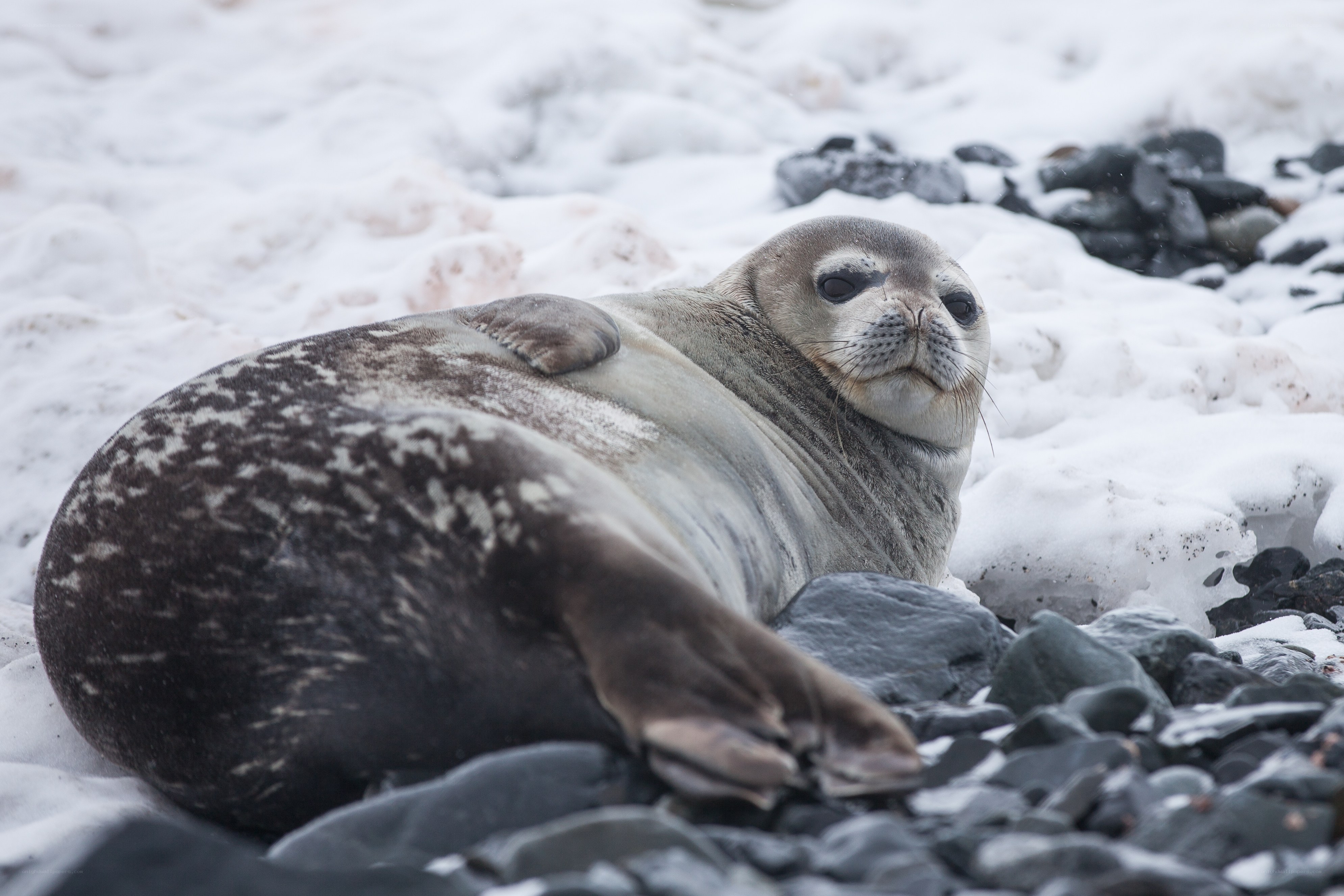 seal resting on snowy rocks
