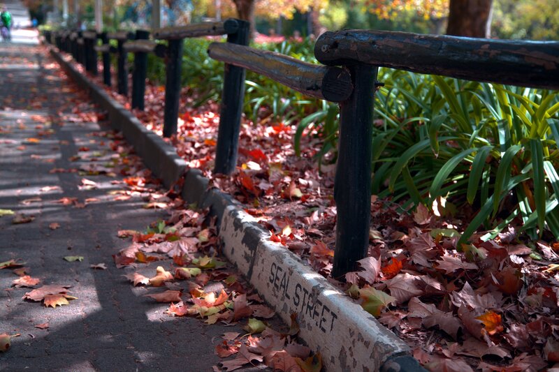Seal Street sidewalk in autumn