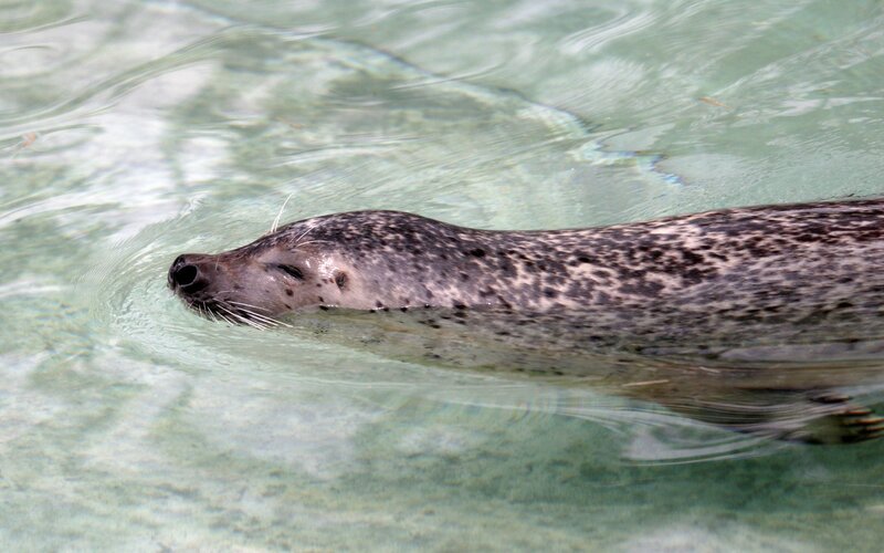 seal swimming in clear water
