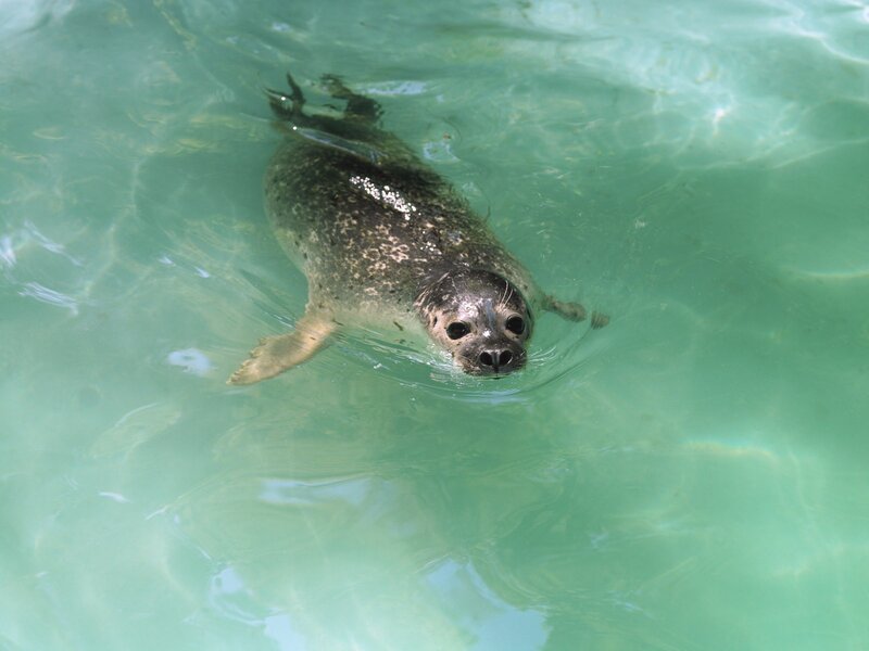 Seal swimming in clear water
