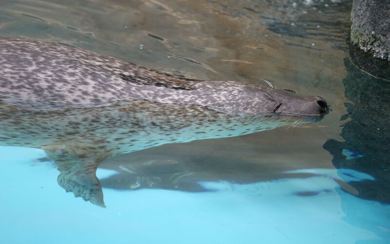 seal swimming in water