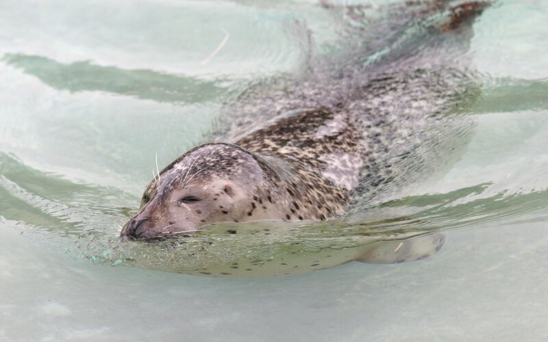 Seal Swimming in Water — Gray