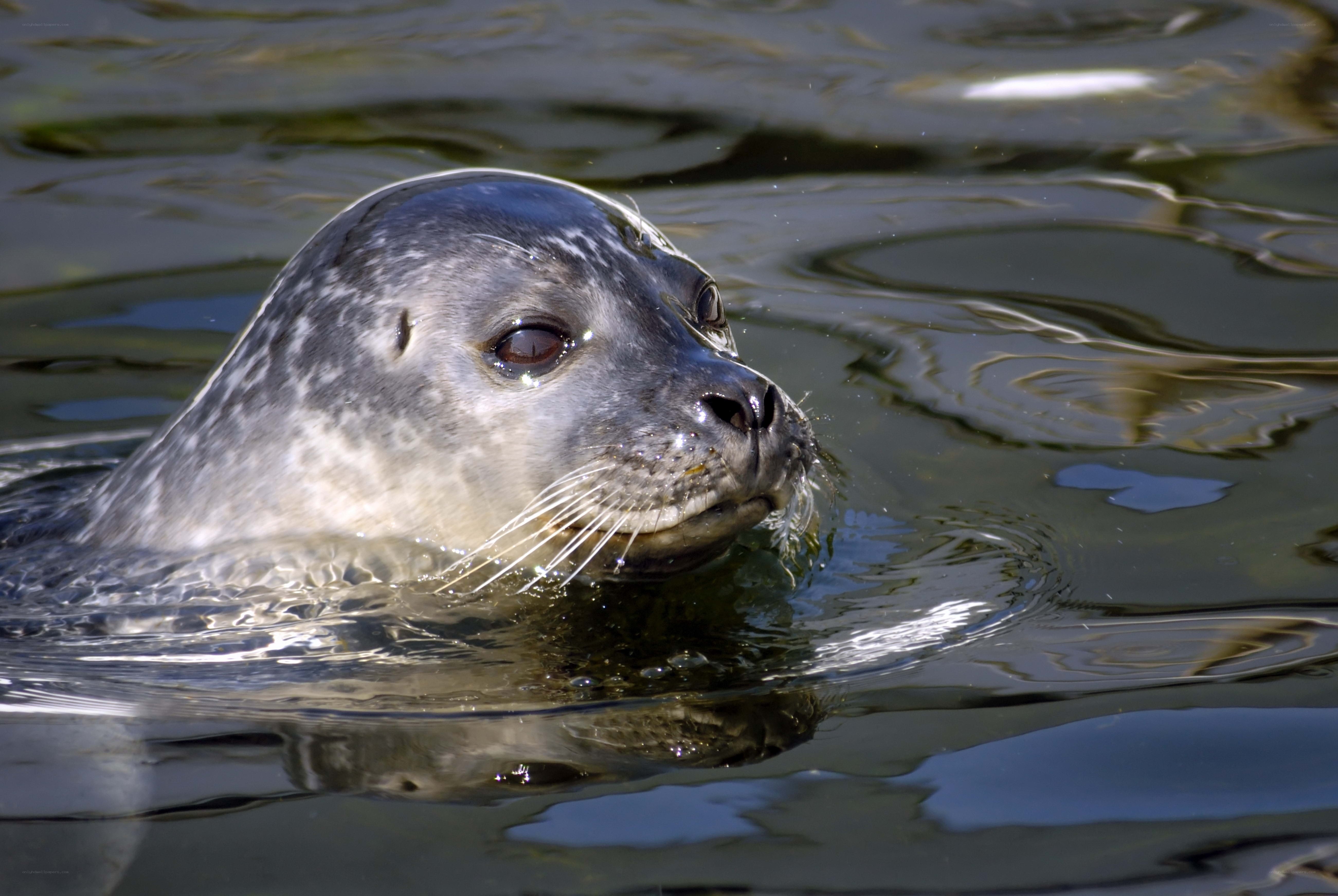 Seal swimming in water