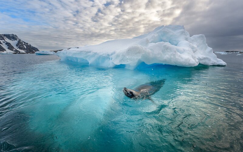 Seal Swimming Near Iceberg