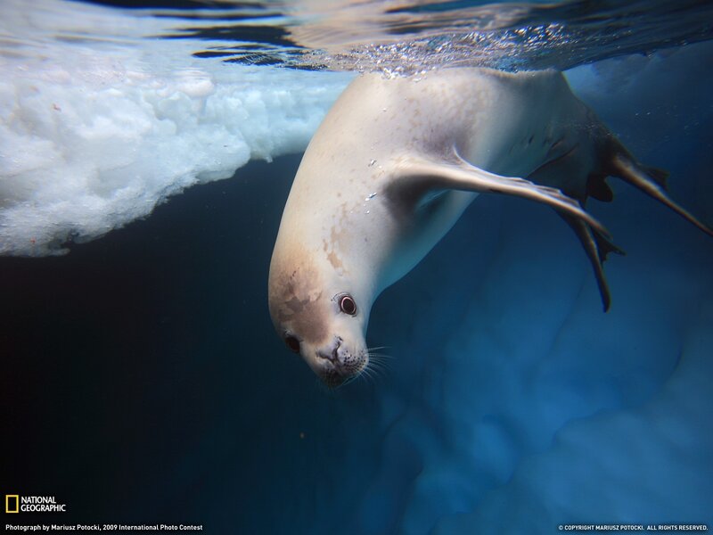 Seal swimming under ice