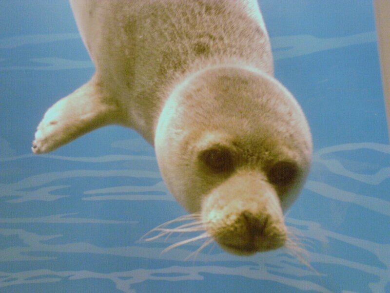 Seal Swimming Underwater — Blue, Calm