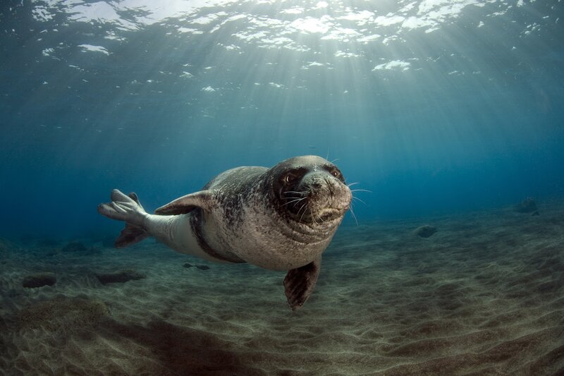 Seal Swimming Underwater — Blue, Serene