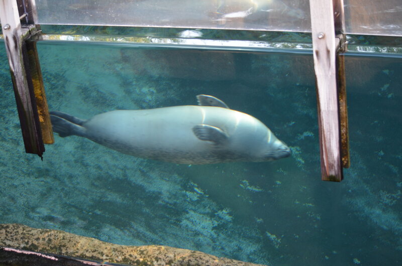 Seal Swimming Underwater — Blue