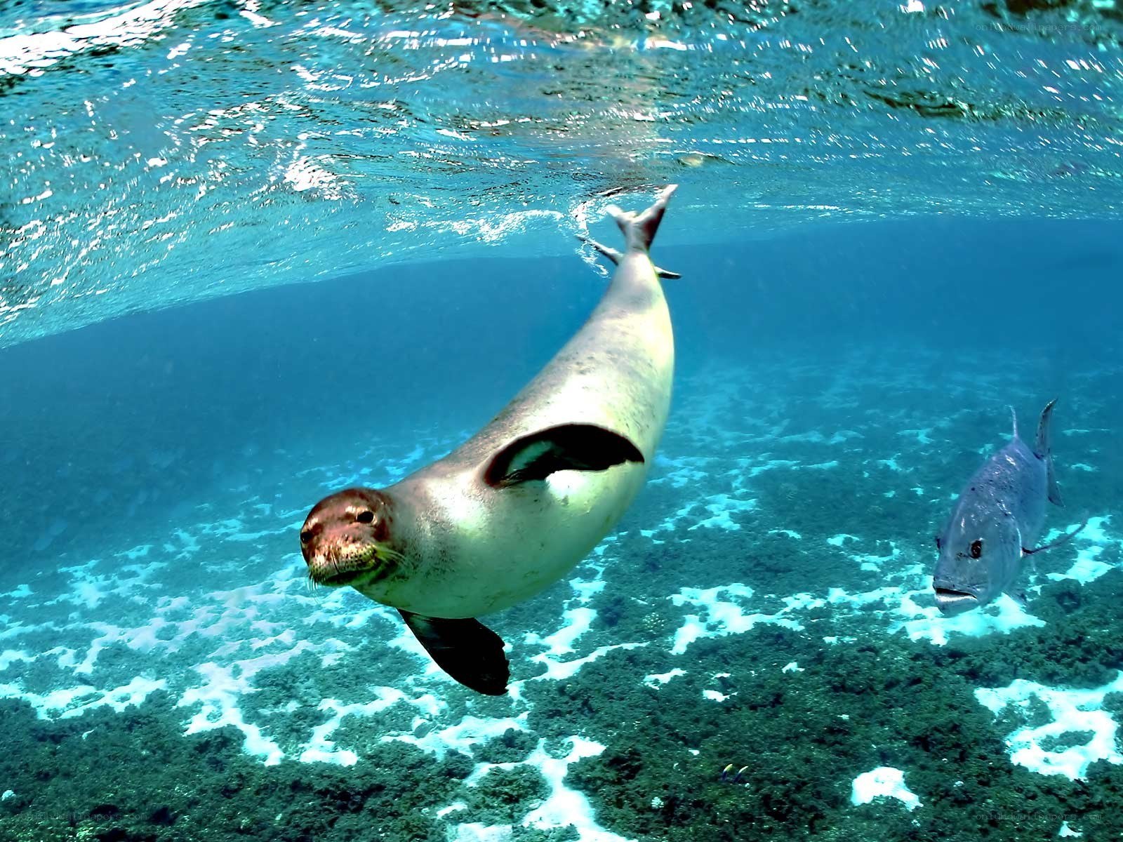 Seal swimming underwater