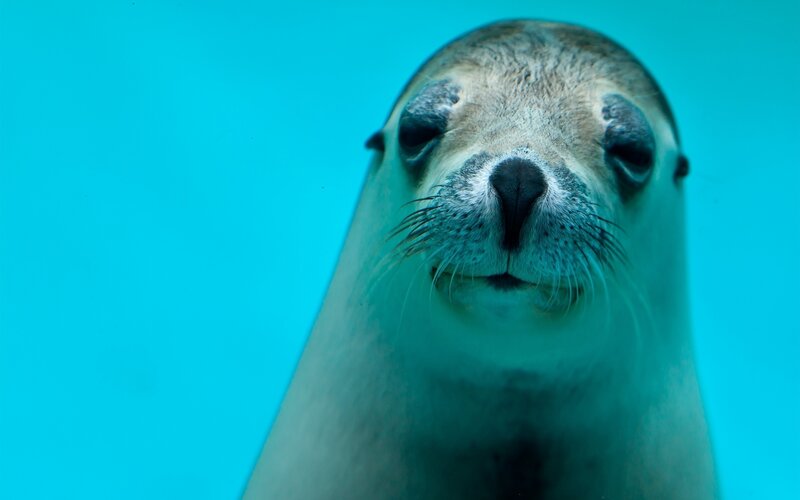 seal underwater close-up