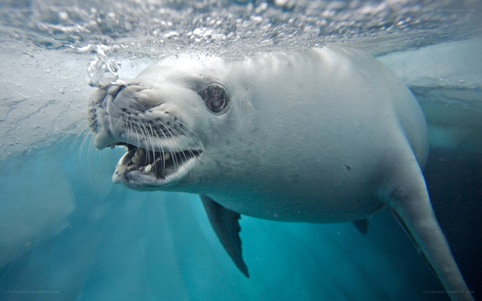 seal underwater near ice