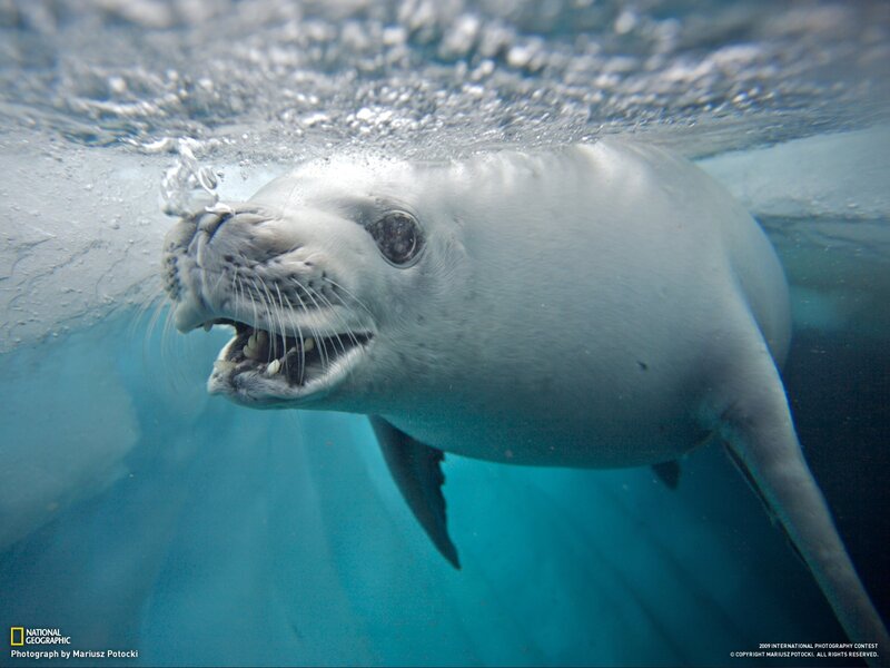 Seal Underwater