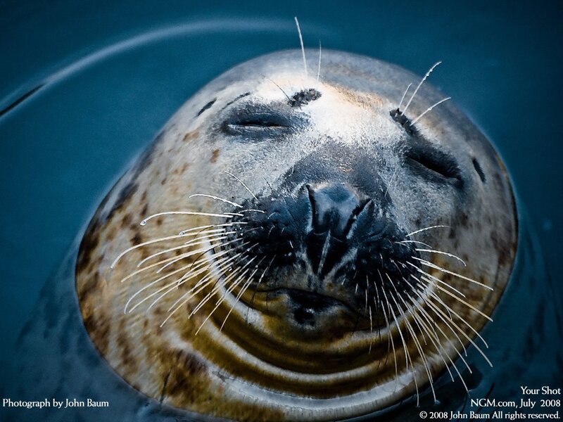Seal with closed eyes