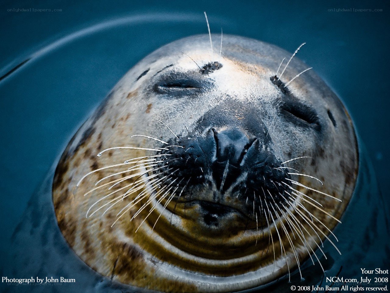 Seal with closed eyes