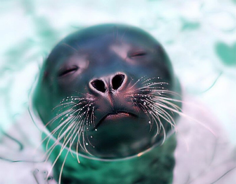 Seal with closed eyes underwater
