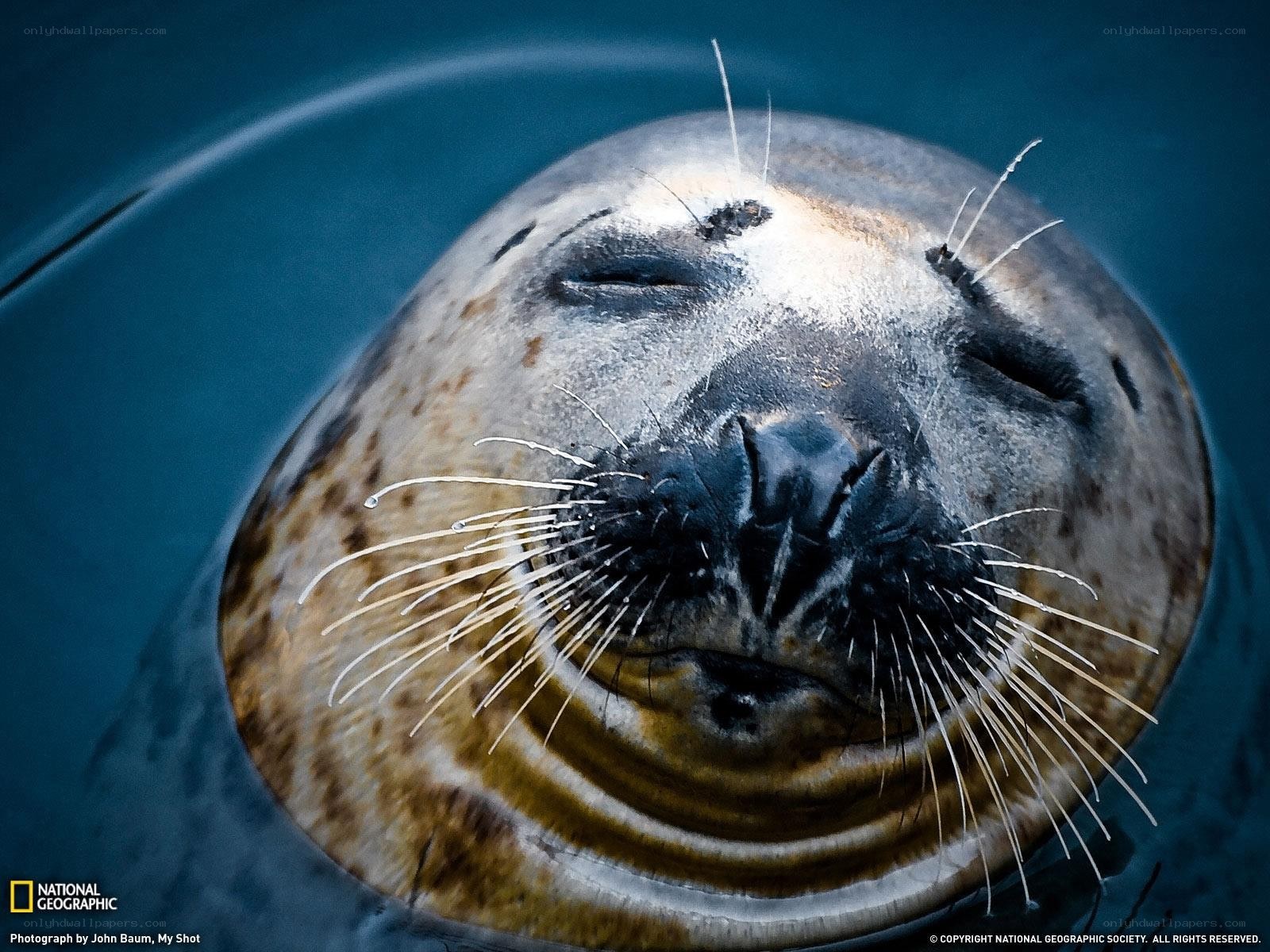Seal with closed eyes