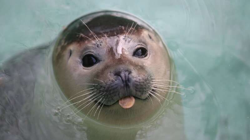 seal with coin in mouth