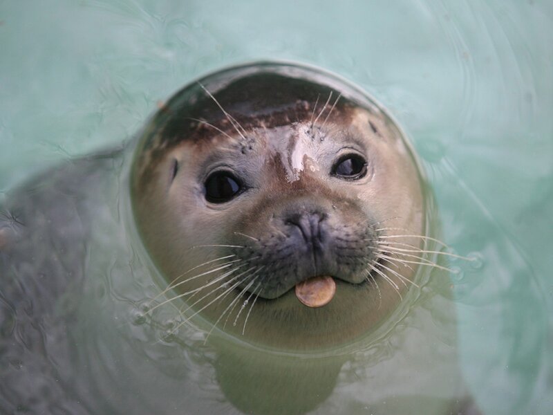 Seal with coin in mouth