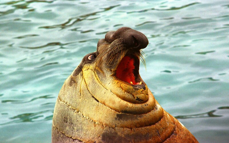 Seal with open mouth