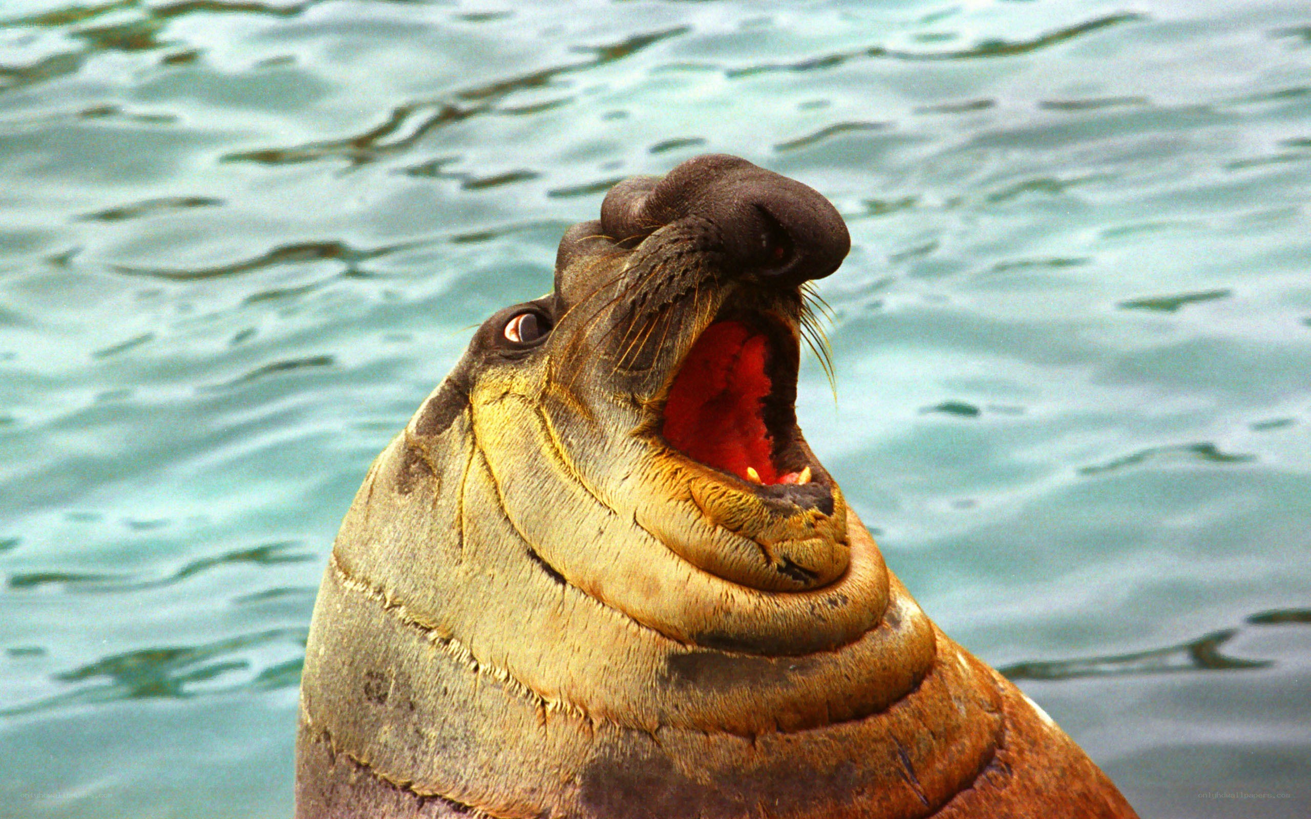Seal with open mouth