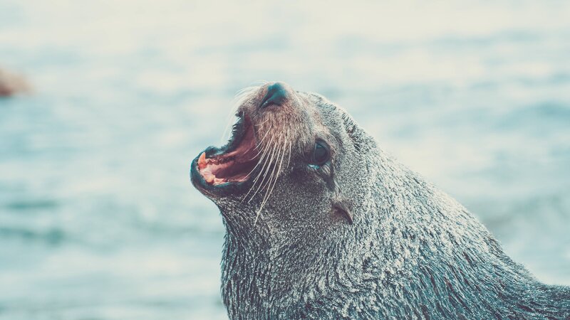 Seal with Open Mouth — Gray