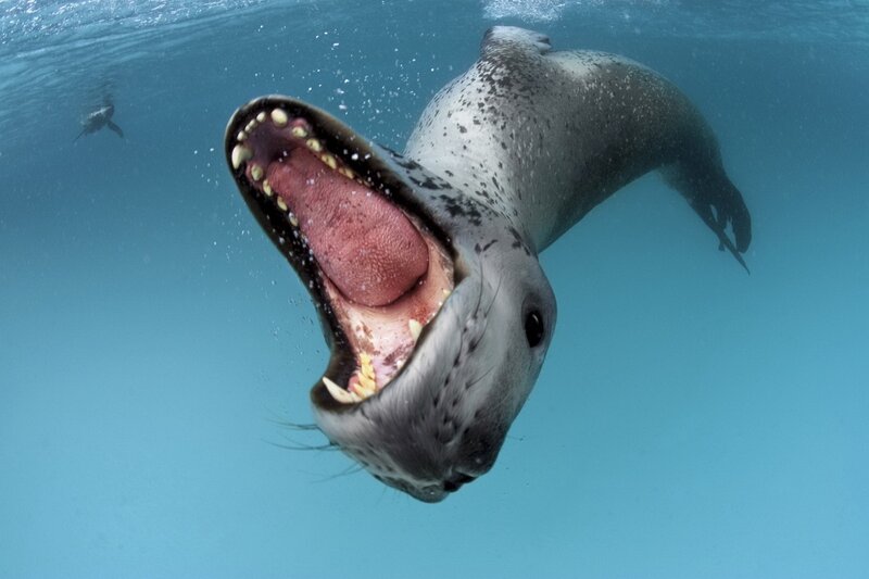 Seal with open mouth underwater
