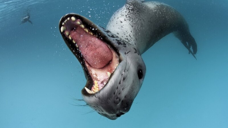Seal with open mouth underwater