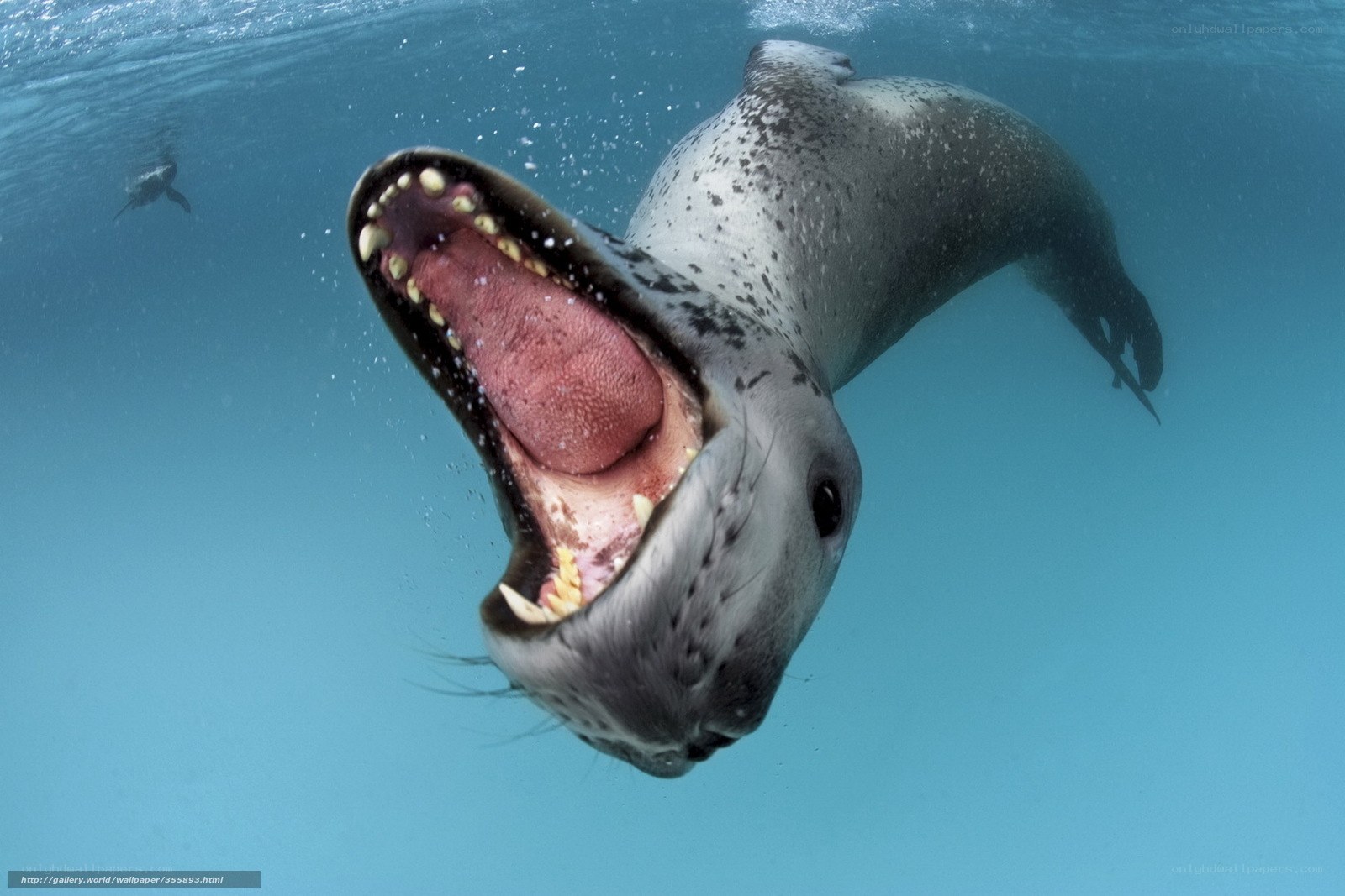 Seal with open mouth underwater