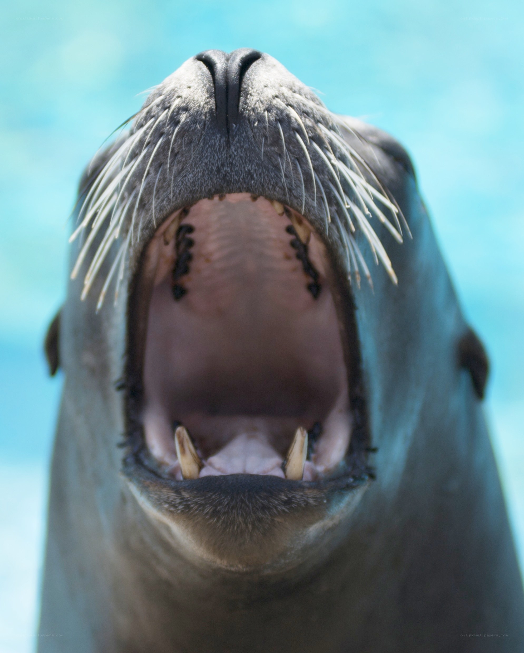 seal with open mouth