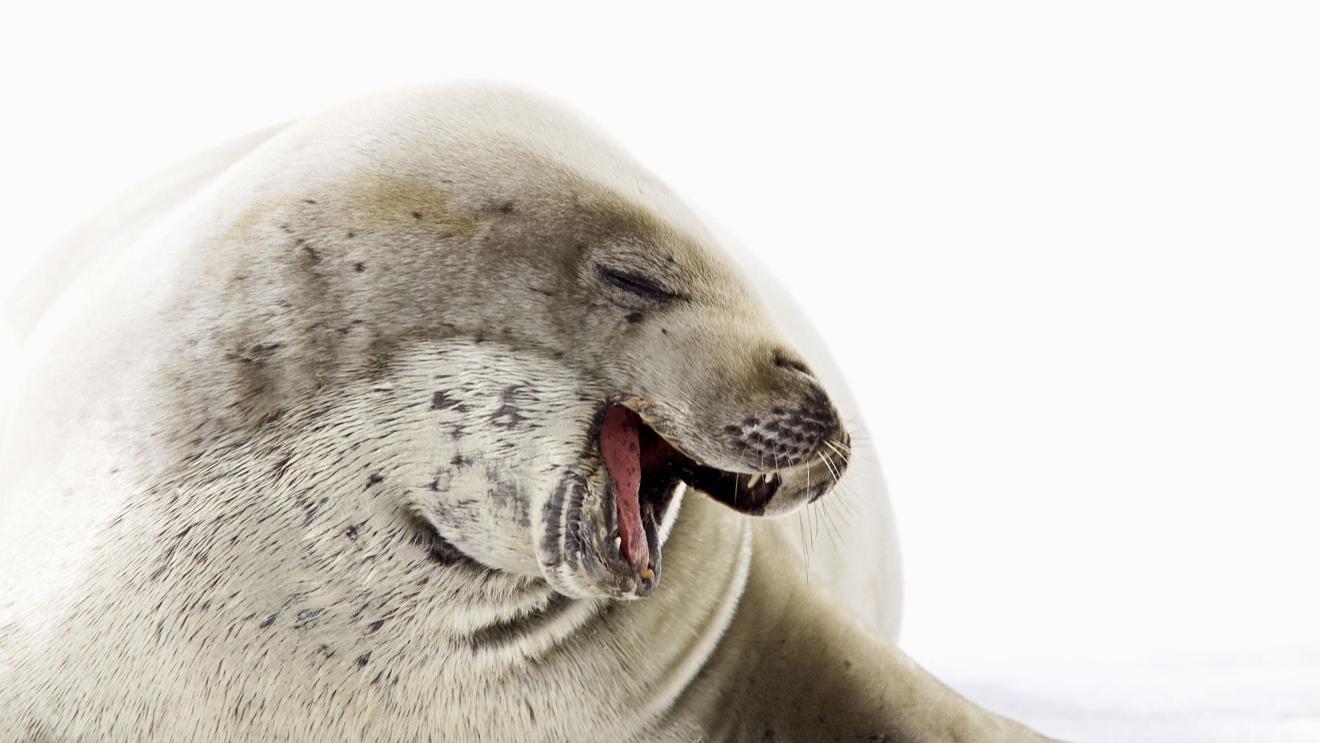 seal yawning on ice