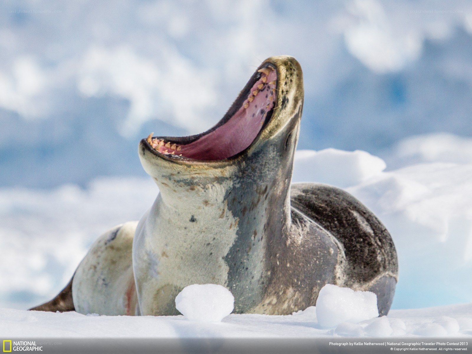 Seal yawning on ice