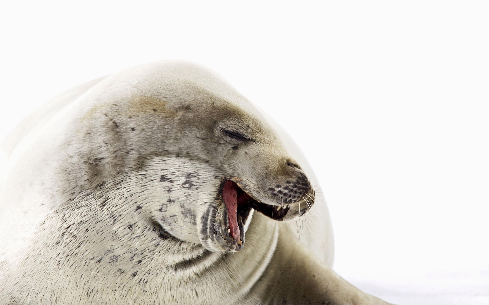 seal yawning on ice