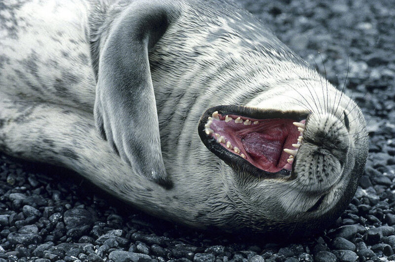 seal yawning on pebbles