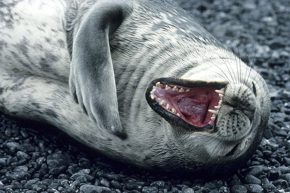 seal yawning on pebbles