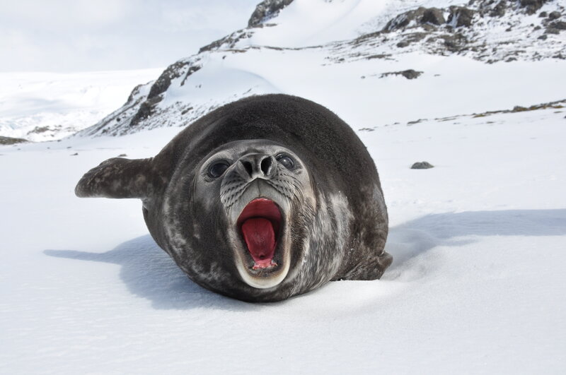 Seal yawning on snow