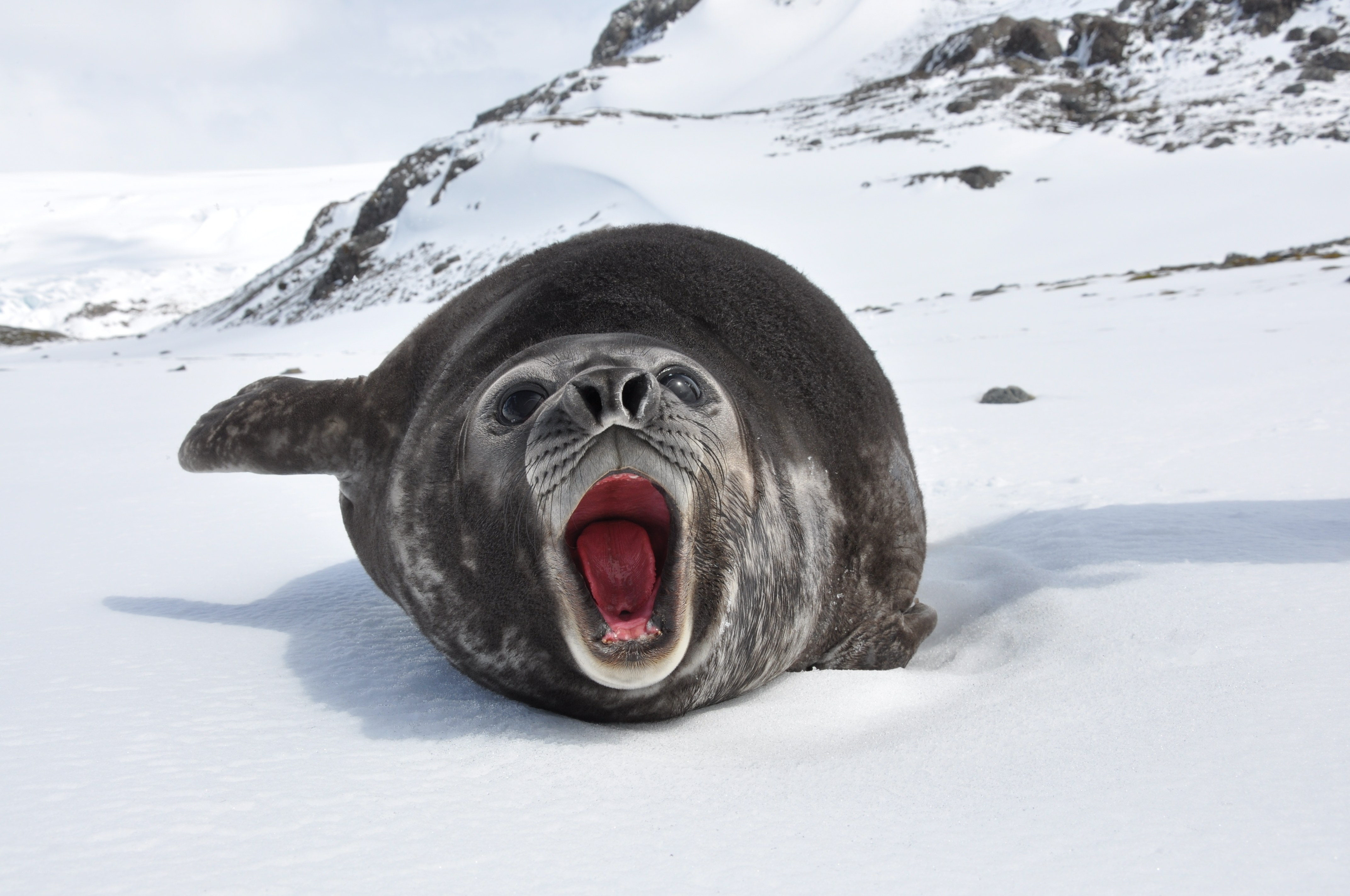 Seal yawning on snow