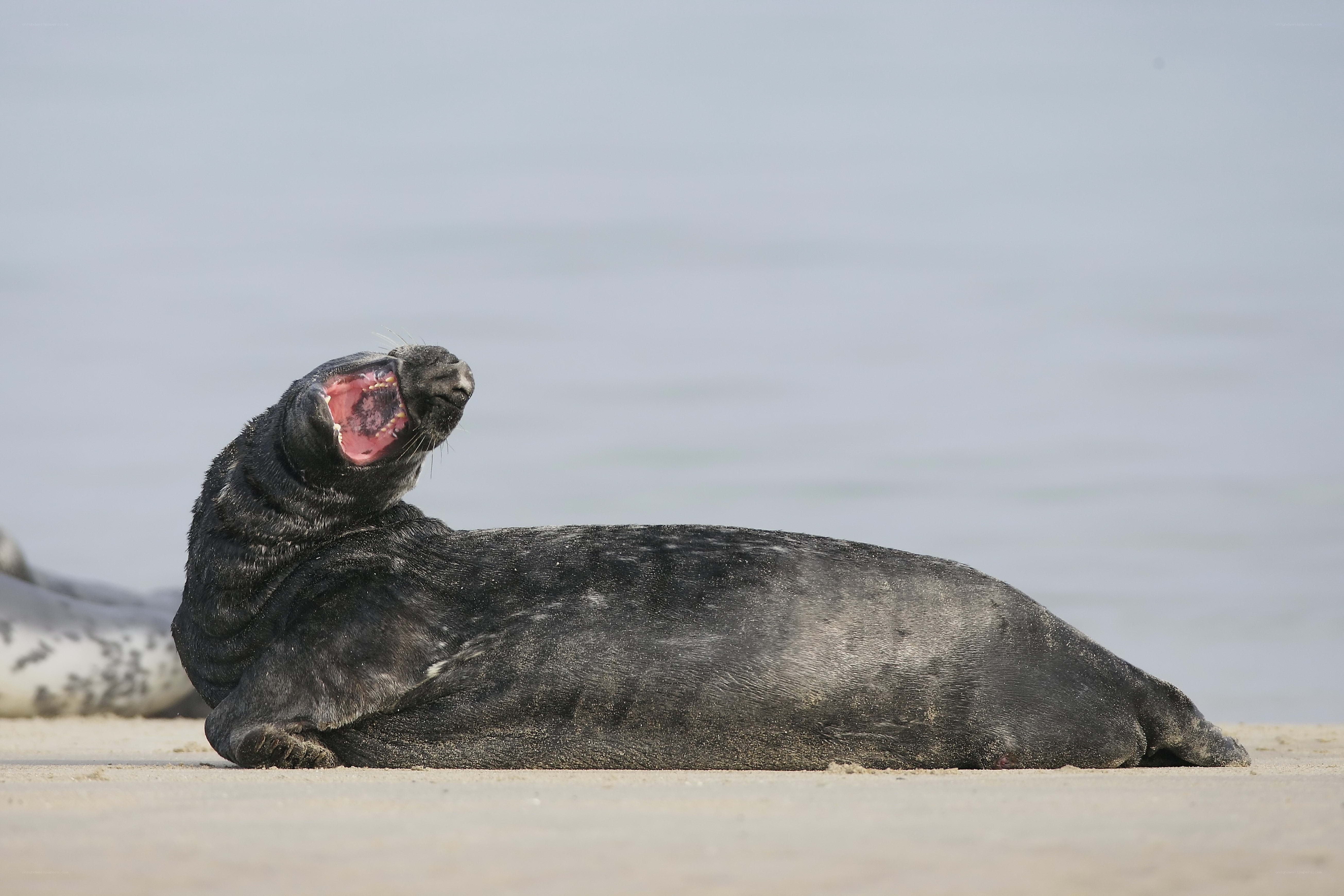 Seal yawning on the beach
