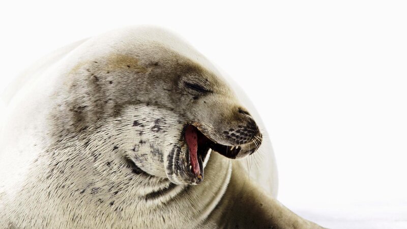Seal Yawning