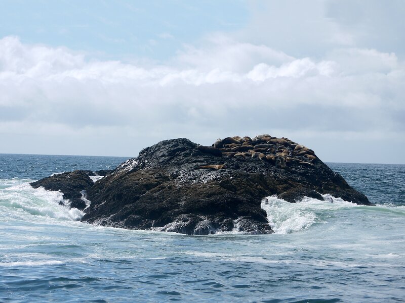 Sealions on Rock