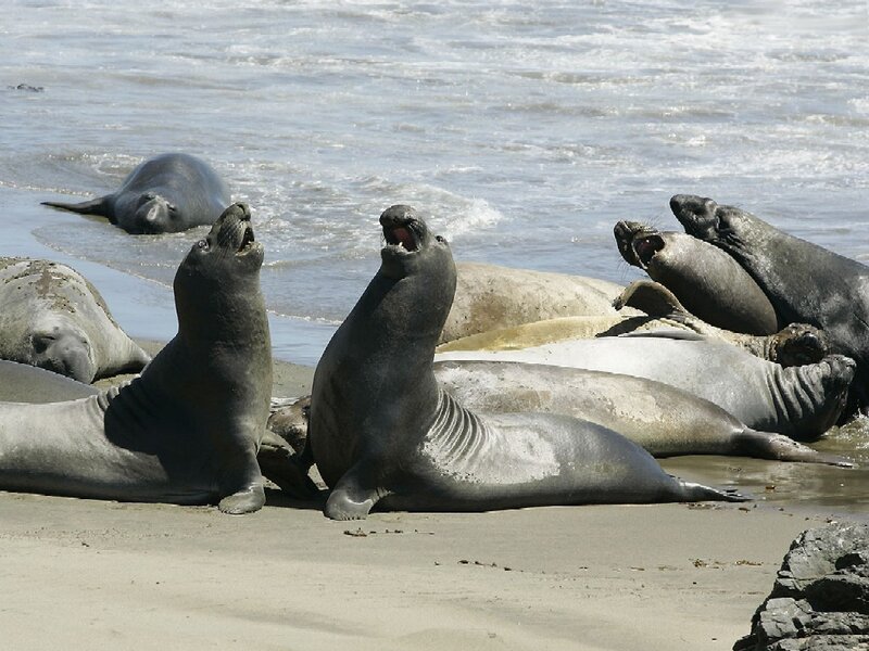 Sealions on the beach