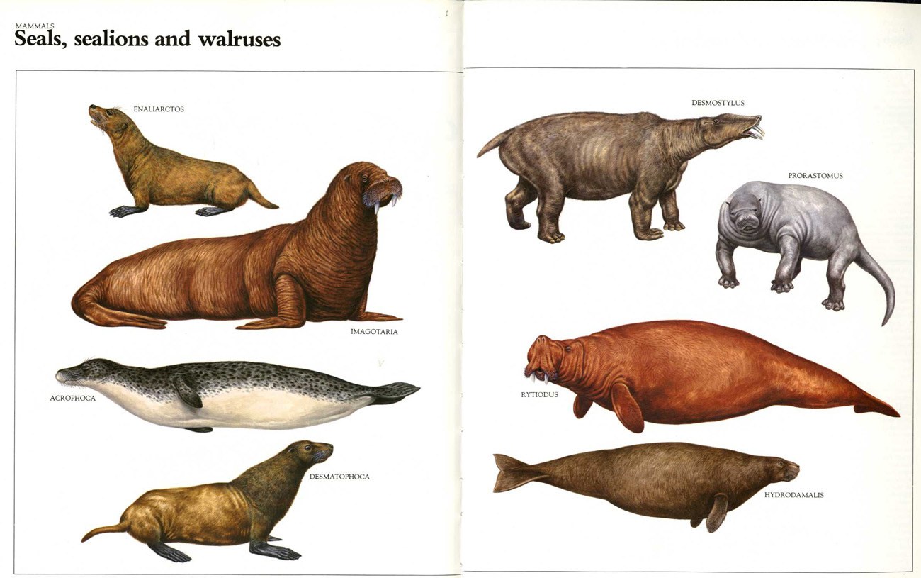 Seals and walruses illustration