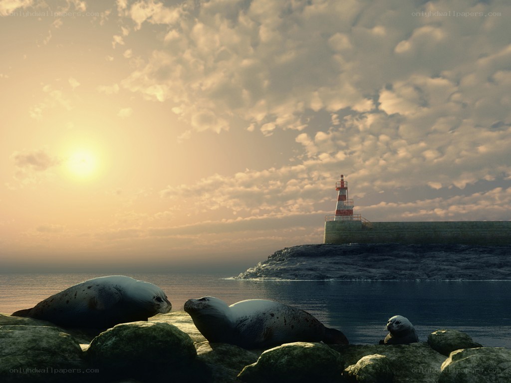 Seals at sunset by lighthouse