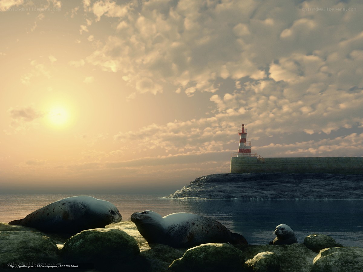 Seals at sunset by lighthouse